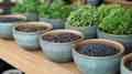 Herbs & Seeds in Bowls on Shelf Royalty Free Stock Photo