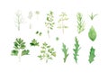 Herbs set. Watercolor botanical illustration with green flavouring, dill, fennel, parsley, arugula, basil, thyme, rosemary