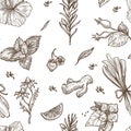 Herbs sketch pattern background. Vector seamless design of herbal tea Royalty Free Stock Photo