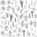 Herbs and spice seamless pattern