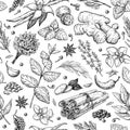 Herbs and spice seamless pattern. Vector drawing background.