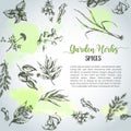 Herbs and spices background. Herb, plant, spice hand drawn set. Organic garden herbs engraving. Botanical sketches