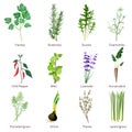 Herbs and spices. Camomiles thyne lemongrass wild flowers cartoon vector isolated