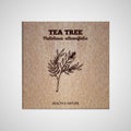 Herbs and Spices Collection - Tea tree Royalty Free Stock Photo