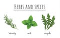 Herbs and spices color set. Royalty Free Stock Photo