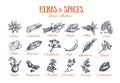 Herbs and Spices condiments 4