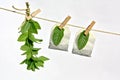 Herbs and spices drying Royalty Free Stock Photo