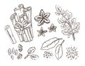 Herbs and Spices. Hand drawn vector illustration set. Engraved style flavor and condiment drawing. Botanical vintage Royalty Free Stock Photo