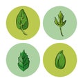 Herbs and spices icons