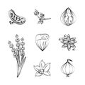 Herbs and spices icons