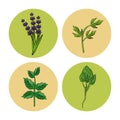 Herbs and spices icons