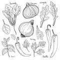 Herbs. Spices. Italian herb drawn black lines on a white background. Vector illustration. Basil, chilli, onion, parsley