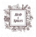 Herbs and spices label. Engraving illustrations for tags.