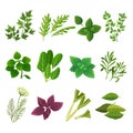 Herbs and spices. Oregano green basil mint spinach coriander parsley dill and thyme. Aromatic food herb and spice vector