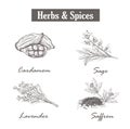 Herbs and spices. saffron, sage, lavender, cardamom.