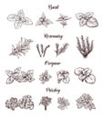 Herbs and spices set. Engraving illustrations for tags. Royalty Free Stock Photo