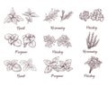 Herbs and spices set. Engraving illustrations for tags. Royalty Free Stock Photo