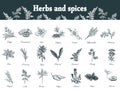 Herbs and spices set. Hand drawn officinale medicinal plants. Or Royalty Free Stock Photo