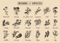 Herbs and spices set. Hand drawn officinalis, medicinal, cosmetic plants. Botanical illustrations for tags. cards etc. Royalty Free Stock Photo