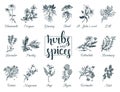 Herbs and spices set. Hand drawn officinalis, medicinal, cosmetic plants. Botanical illustrations for tags. cards etc. Royalty Free Stock Photo