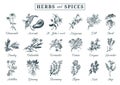 Herbs and spices set. Hand drawn officinalis, medicinal, cosmetic plants. Botanical illustrations for tags. cards etc. Royalty Free Stock Photo