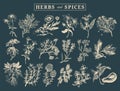 Herbs and spices set. Hand drawn officinalis, medicinal, cosmetic plants. Botanical illustrations for tags. cards etc. Royalty Free Stock Photo