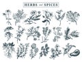 Herbs and spices set. Hand drawn officinalis, medicinal, cosmetic plants. Botanical illustrations for tags. cards etc. Royalty Free Stock Photo