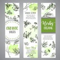 Herbs and spices vertical banners. Herb, plant, spice hand drawn set. Organic garden herbs engraving. Botanical sketches