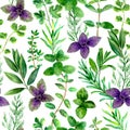 Herbs spices watercolor green seamless pattern Royalty Free Stock Photo