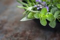 Herbs Still Life