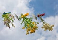 Herbs and teabags hanging on the line