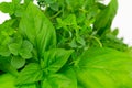 Herbs thyme, basil and oregano Royalty Free Stock Photo