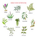 Herbs to fight arthritis pain turmeric, eucalyptus, boswellia, aloe vera, willow, celery, tea, mistletoe, ginger, cat