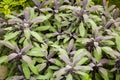 Herbs used in the kitchen: Sage Salvia officinalis Purpurascens Royalty Free Stock Photo