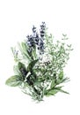 Herbs white background Basil sage thyme lavender vintage toned