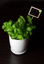 Herbs in white pot on black background Basil Royalty Free Stock Photo