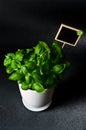 Herbs in white pot on black background Basil Royalty Free Stock Photo