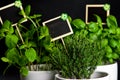 Herbs in white pot on black background. Basil, thyme and mint.