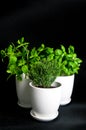 Herbs in white pot on black background. Basil, thyme and mint. Royalty Free Stock Photo