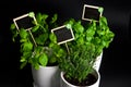 Herbs in white pot on black background. Basil, thyme and mint.