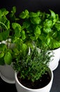 Herbs in white pot on black background. Basil, thyme and mint.