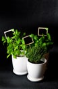 Herbs in white pot on black background. Basil, thyme and mint.