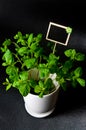 Herbs in white pot on black background Mint Royalty Free Stock Photo