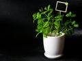 Herbs in white pot on black background Mint Royalty Free Stock Photo