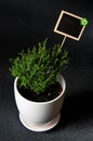 Herbs in white pot on black background Thyme Royalty Free Stock Photo