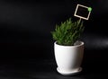 Herbs in white pot on black background Thyme Royalty Free Stock Photo