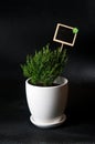 Herbs in white pot on black background Thyme Royalty Free Stock Photo