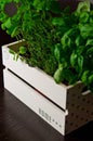 Herbs in white wooden box Royalty Free Stock Photo