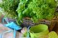 Herbs in wicker handbasket with water can, rope and ribbon on rustic background Royalty Free Stock Photo