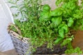 Herbs in wicker handbasket on white rustic background Royalty Free Stock Photo